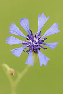Blue Blossom Prints: Cornflower (Centaurea cyanus), flower