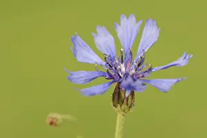 Blossoming Nature Scenes Prints: Cornflower (Centaurea cyanus), flower