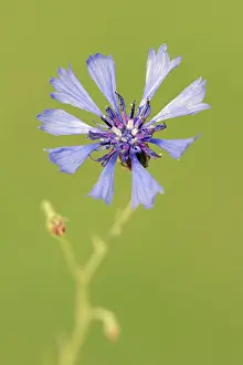 German Wildflowers In Bloom Prints: Cornflower (Centaurea cyanus), flower