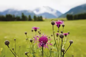 Nature Reserve Europe Prints: Cornflower oder Bluebottle (Centaurea cyanus)