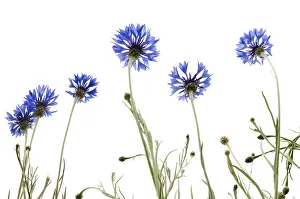 Low Angle View Of Flowers Prints: Cornflowers (Centaurea cyanus)