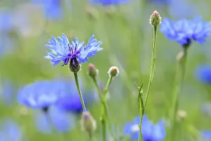 Blue Flowers In Germany Prints: Cornflowers (Centaurea cyanus)