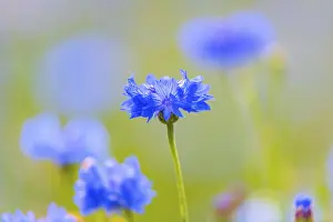 Cornflower Close Up Prints: Cornflowers (Centaurea cyanus)