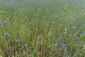 Agricultural Scenery Bavaria Prints: Cornflowers (Centaurea cyanus)