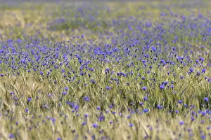Cornflowers In Cornfield Prints: Cornflowers (Centaurea cyanus) in cornfield