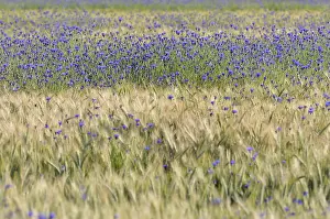 European Botanical Images Prints: Cornflowers (Centaurea cyanus) in cornfield