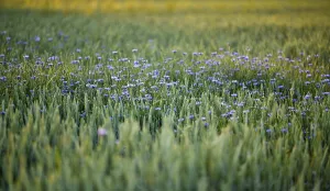 Deserted Grainfield Landscape Prints: Cornflowers (Centaurea cyanus) in Weizenfeld
