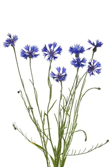 Centaurea Cyanus Prints: Cornflowers (Centaurea cyanus) on white background