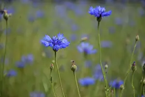 Framed Print : Cornflowers in a meadow Print Framed Print : Cornflowers in a meadow Print