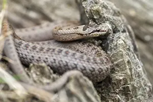 Smooth Snake Prints: Coronella Austriaca, smooth snake