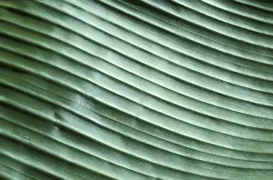 Banana Leaf Structure Prints: Corrugated structure of banana leaf in reflecting light