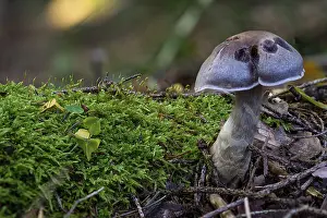 European Poisonous Mushrooms Prints: Cortinarius anomalus, also known as the variable webcap