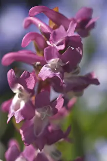 Lilac Blossom Details Prints: Corydalis cava bloom