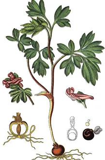 Botanical Drawing Techniques Prints: Corydalis intermedia (Corydalis intermedia)