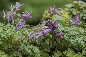 Corydalis Solida Prints: Corydalis solida (Corydalis solida)