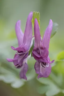 North German Countryside Prints: Corydalis solida (Corydalis solida)