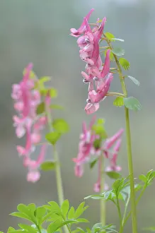 Northern German Nature Prints: Corydalis solida (Corydalis solida)