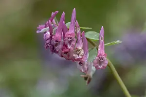 Fumewort Blossom Prints: Corydalis solida (Corydalis solida)