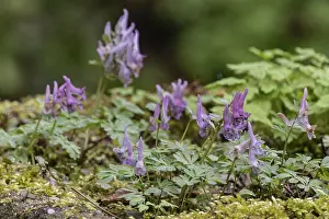 Northern German Nature Prints: Corydalis solida (Corydalis solida)