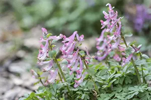 Fumewort Blossom Prints: Corydalis solida (Corydalis solida)