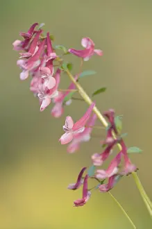 Northern German Nature Prints: Corydalis solida (Corydalis solida)