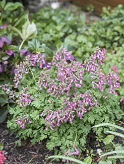 Embellished Blooms Prints: Corydalis solida (Corydalis solida)