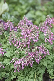 Decorative Garden Plant Prints: Corydalis solida (Corydalis solida)