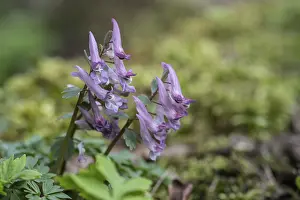 Northern German Nature Prints: Corydalis solida (Corydalis solida)