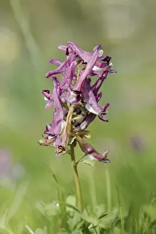 Corydalis Solida Prints: Corydalis solida (Corydalis solida)