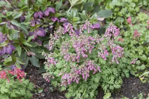 Corydalis Solida Prints: Corydalis solida (Corydalis solida)