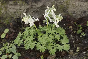 German Spring Flowers Prints: Corydalis solida (Corydalis solida)
