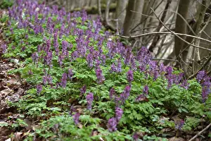 Bavarian Flora Prints: Corydalis solida (Corydalis solida)