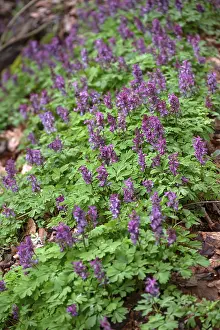 Central Europe Plants Prints: Corydalis solida (Corydalis solida)