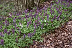 Uninhabited German Landscape Prints: Corydalis solida (Corydalis solida)
