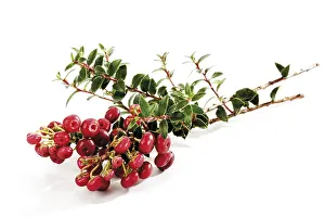 Open Air Plant Life Prints: Cotoneaster (Cotoneaster)