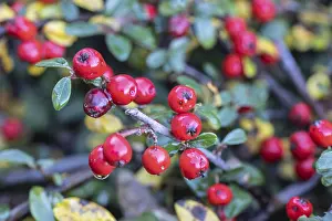 European Shrubs Prints: Cotoneaster (Cotoneaster horizontalis)