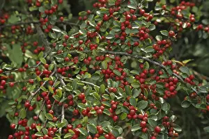 Open Air Landscape Photography Prints: Cotoneaster horizontalis, cotoneaster