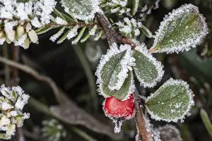 Hoarfrost In Germany Prints: Cotoneaster horizontalis in hoarfrost