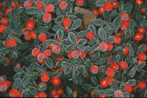 Winter Nature Scenes Prints: Cotoneasters (Cotoneaster), berries