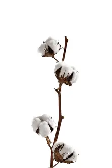 Indoor Plant Life Prints: Cotton blossoms