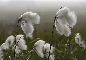 Poales Plant Prints: Cotton grass