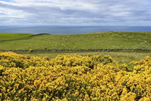 United Kingdom Travel Photography Prints: Countryside with Common gorse in spring