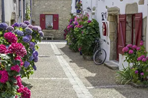 Hydrangeas In France Prints: Courtyard with flowers, hydrangeas