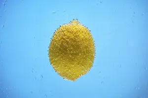 Sweet Dessert Images Prints: Covered by water drops