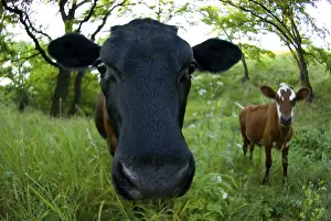 Farm Animal Portrait Prints: Cow