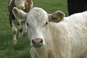 Farm Animal Portraits Prints: Cow