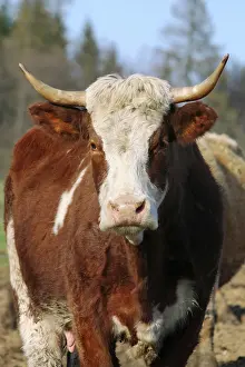 Domestic Cattle Grazing Prints: Cow