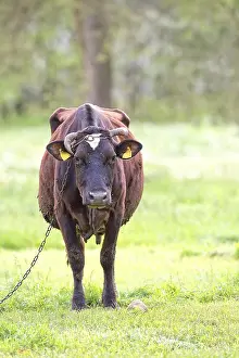 European Livestock Farming Prints: Cow in the clearing