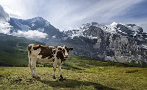 Switzerland Mountain Range Prints: Cow in front of the Eiger north face