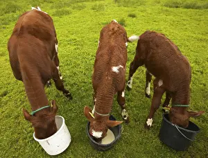 Livestock Animal Husbandry Prints: Cows eating